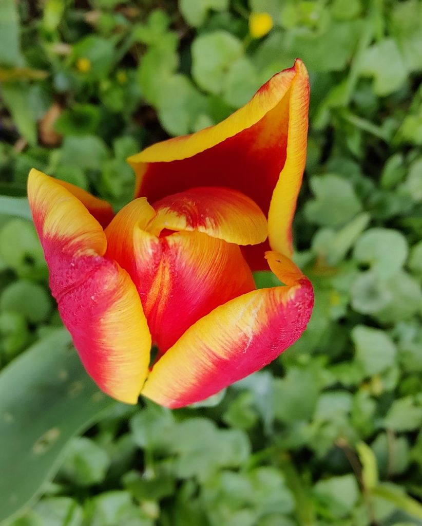Tulpe in rot-gelb von oben fotografiert